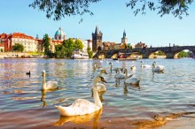 Swans on the Vltava River