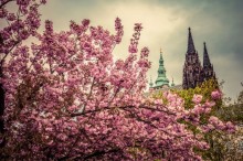 Rozkvetlá Praha